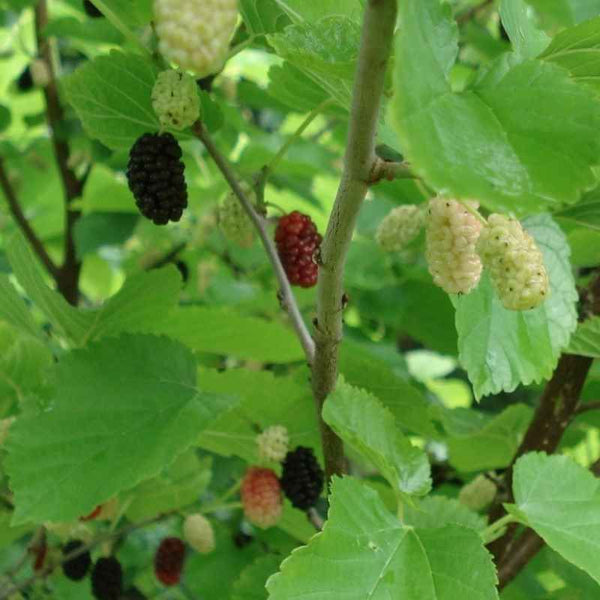 Morus nigra BIO