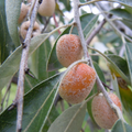 Elaeagnus angustifolia BIO - Olivier de bohème
