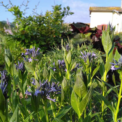 Amsonia orientalis BIO