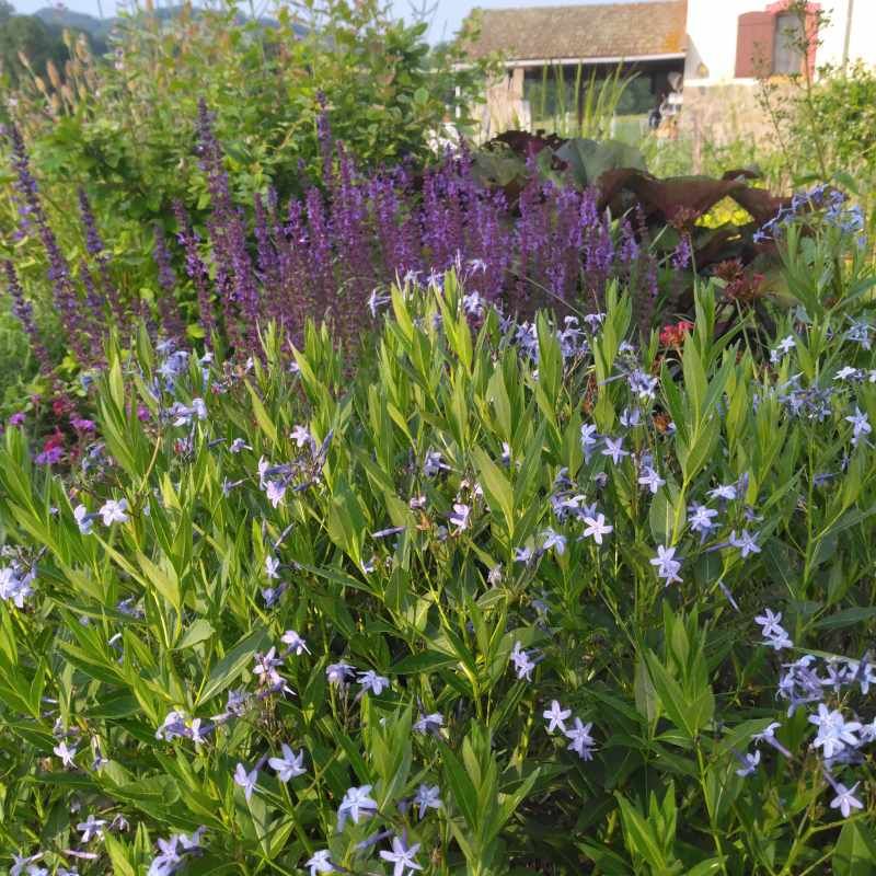 Amsonia orientalis BIO
