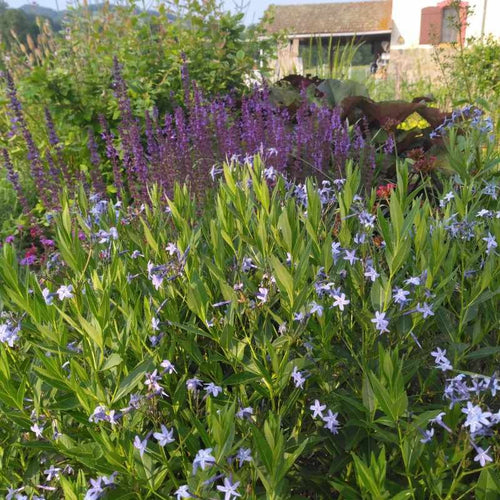 Amsonia orientalis BIO
