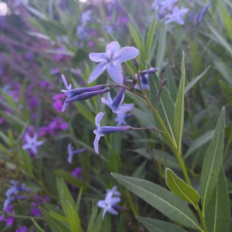 Amsonia orientalis BIO