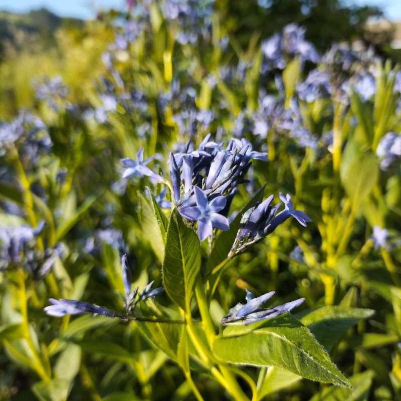 Amsonia orientalis BIO