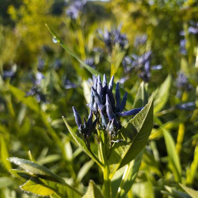 Amsonia orientalis BIO