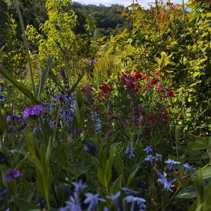 Amsonia orientalis BIO