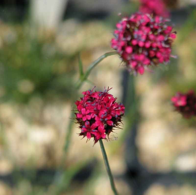 Dianthus pinifolius BIO