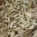 Allium chinense AB - Oignon de Chine (Rakkyo)