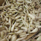 Allium chinense AB - Oignon de Chine (Rakkyo)