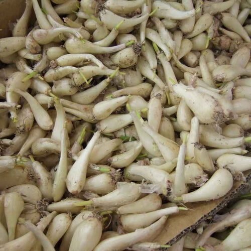 Allium chinense AB - Oignon de Chine (Rakkyo)