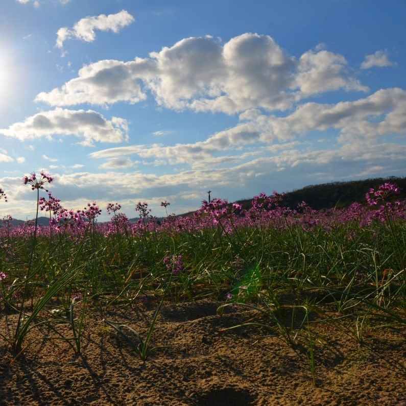 Allium chinense AB - Oignon de Chine (Rakkyo)