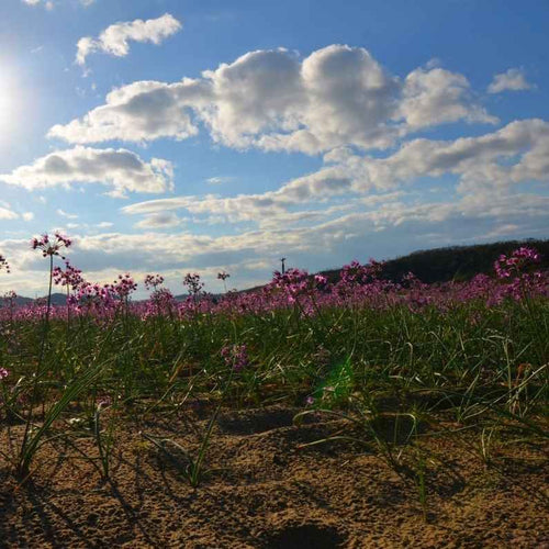 Allium chinense AB - Oignon de Chine (Rakkyo)