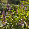 Agastache rugosa 'Korean zest' BIO