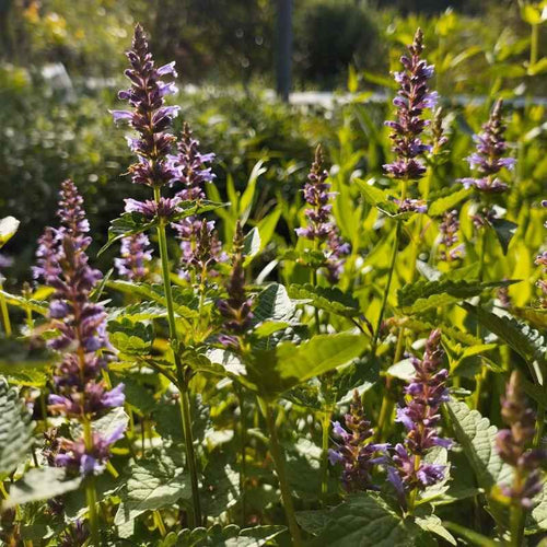 Agastache rugosa 'Korean zest' BIO
