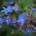 Anchusa azurea 'Dropemore' BIO