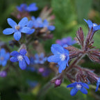Anchusa azurea 'Dropemore' BIO
