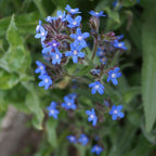 Anchusa azurea 'Dropemore' BIO