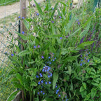 Anchusa azurea 'Dropemore' BIO