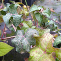 Hedera Helix 'Colin' BIO