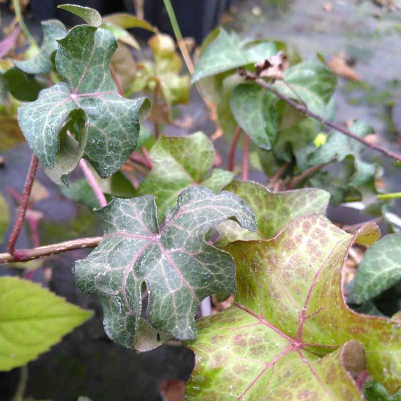 Hedera Helix 'Colin' BIO