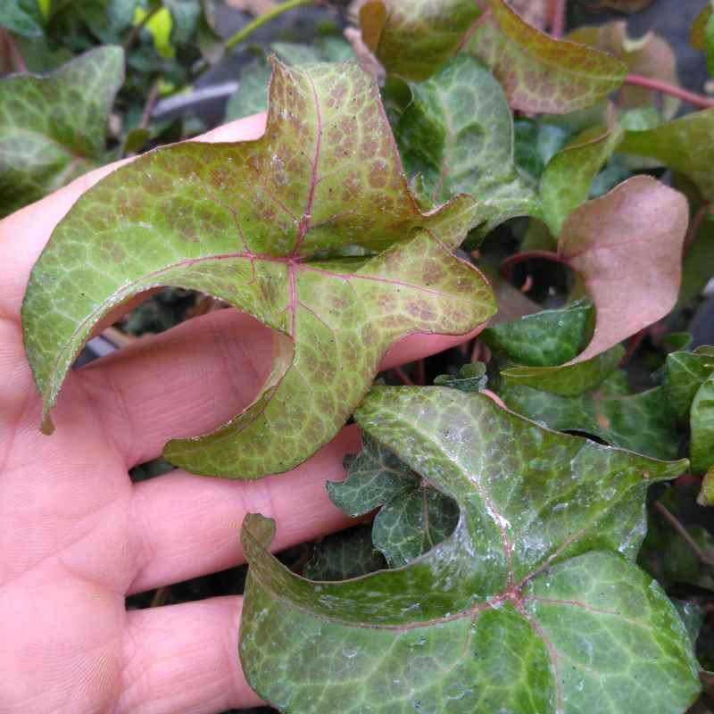 Hedera Helix 'Colin' BIO