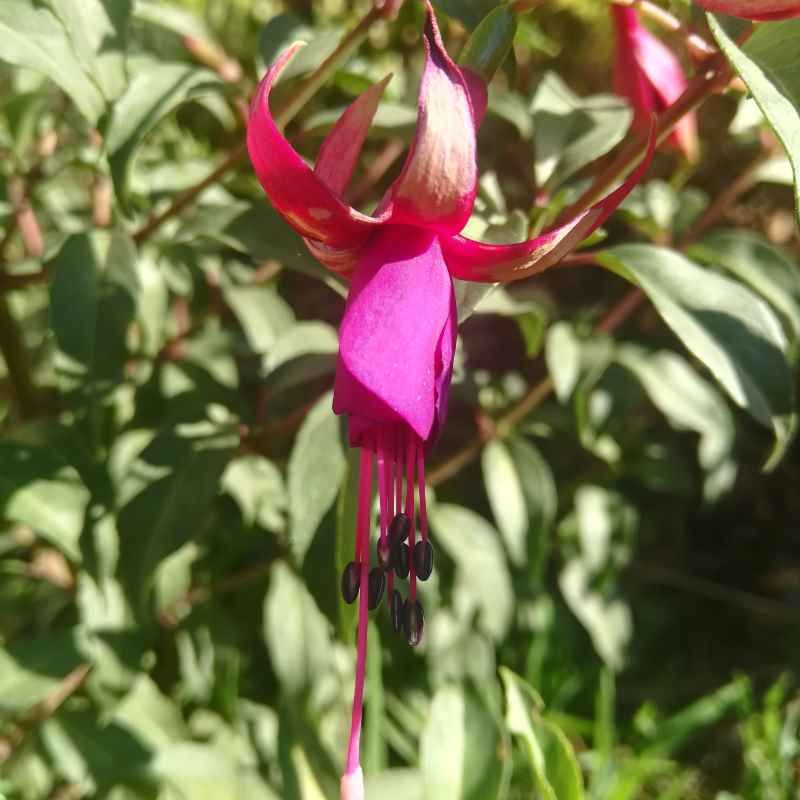 Fuchsia 'Ville de Rocquencourt'