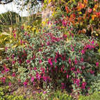 Fuchsia 'Ville de Rocquencourt'