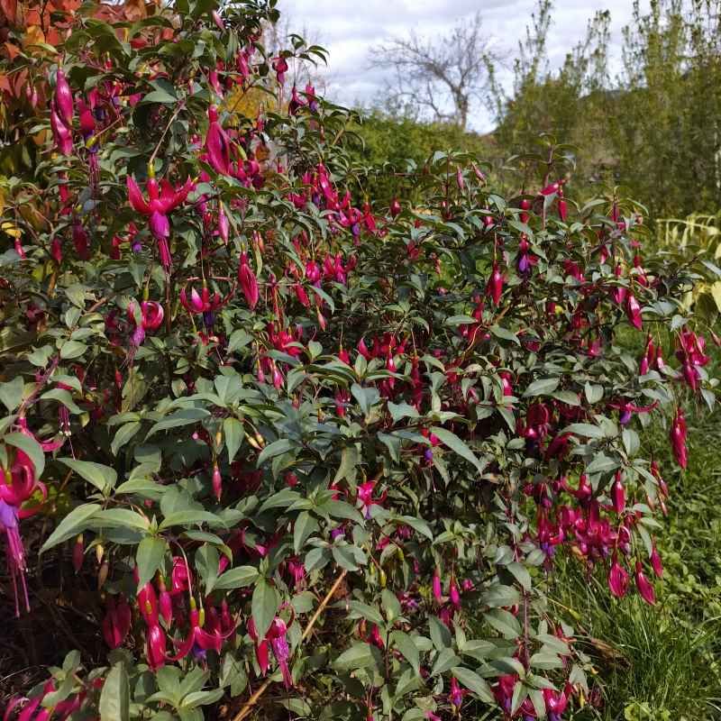 Fuchsia 'Ville de Rocquencourt'