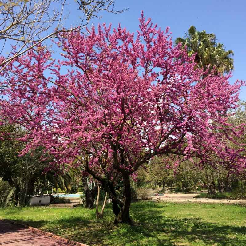 Cercis siliquastrum BIO