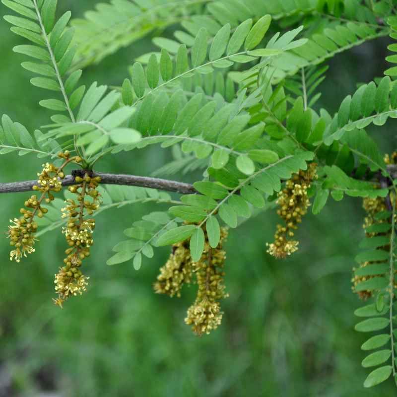 Gleditsia triacanthos  BIO