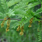 Gleditsia triacanthos  BIO