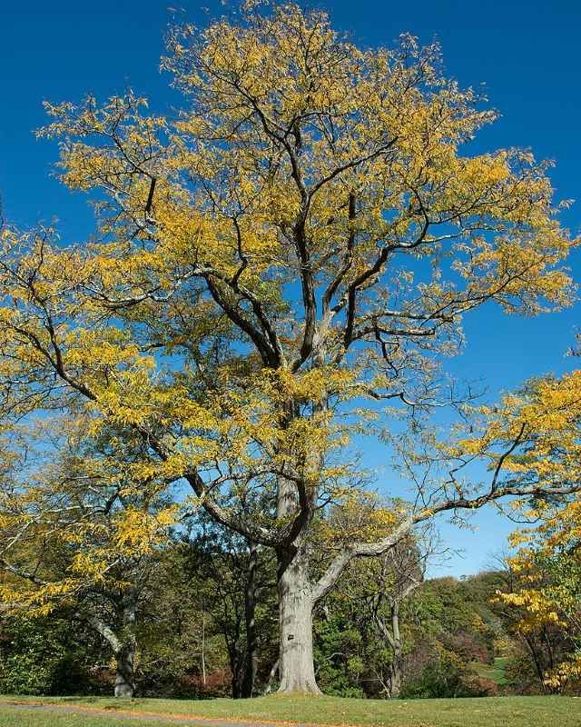 Gleditsia triacanthos  BIO
