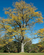 Gleditsia triacanthos  BIO