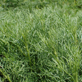 Artemisia alba BIO