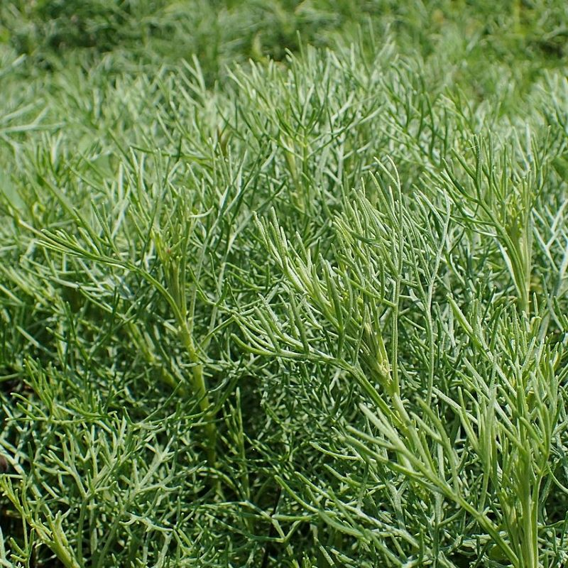 Artemisia alba BIO