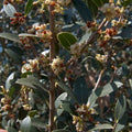 Phillyrea latifolia BIO