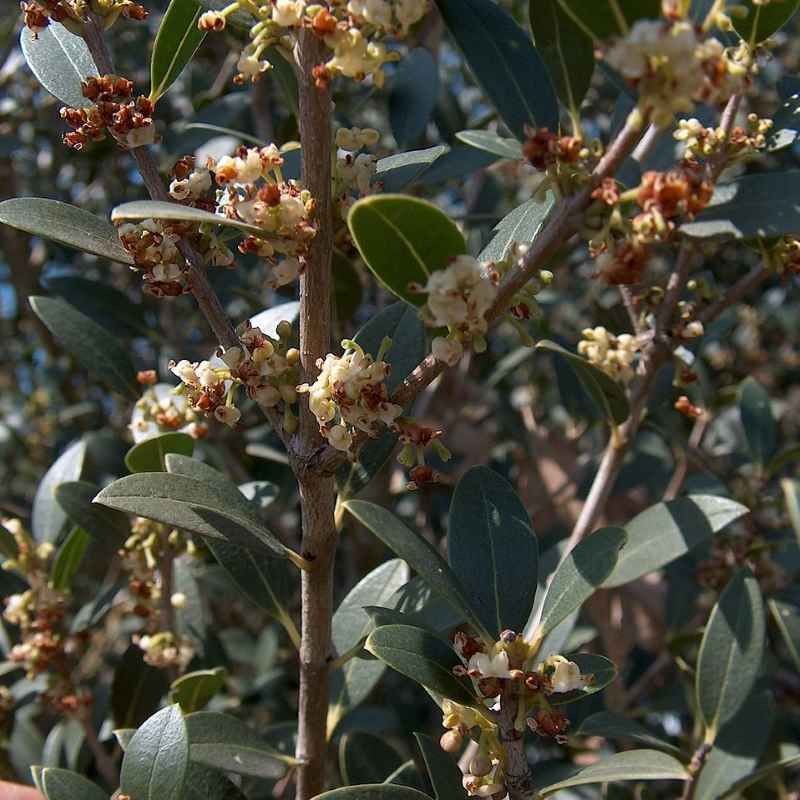Phillyrea latifolia BIO