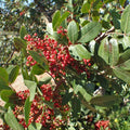 Pistacia terebinthus BIO