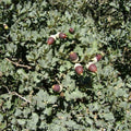 Quercus ilex var. ballota - Chêne à glands doux BIO
