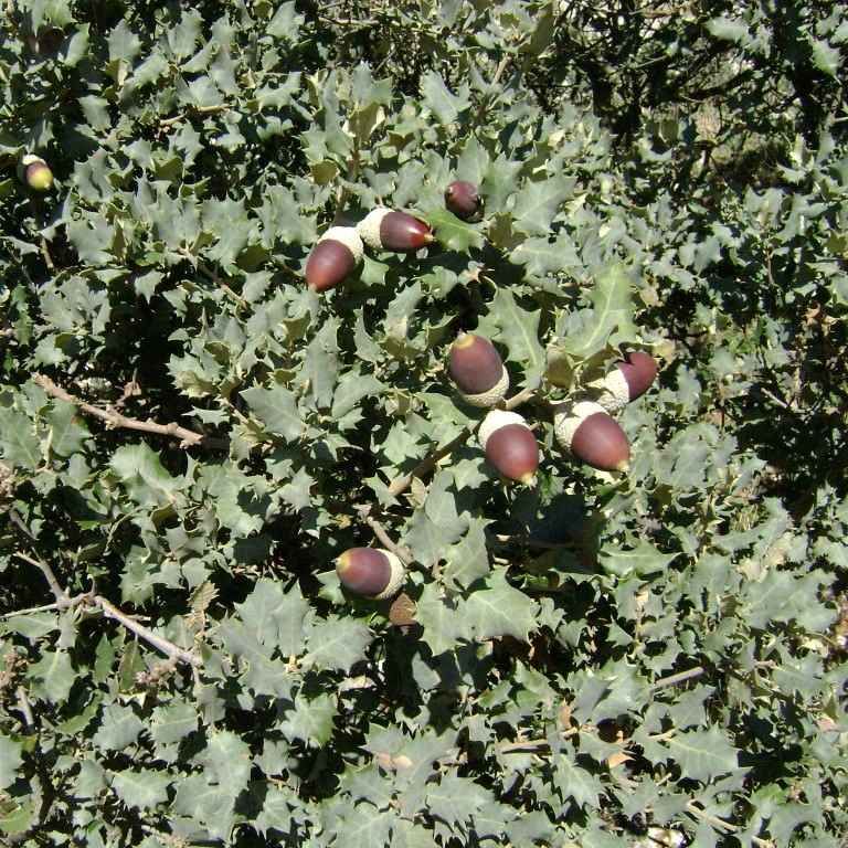 Quercus ilex var. ballota - Chêne à glands doux BIO