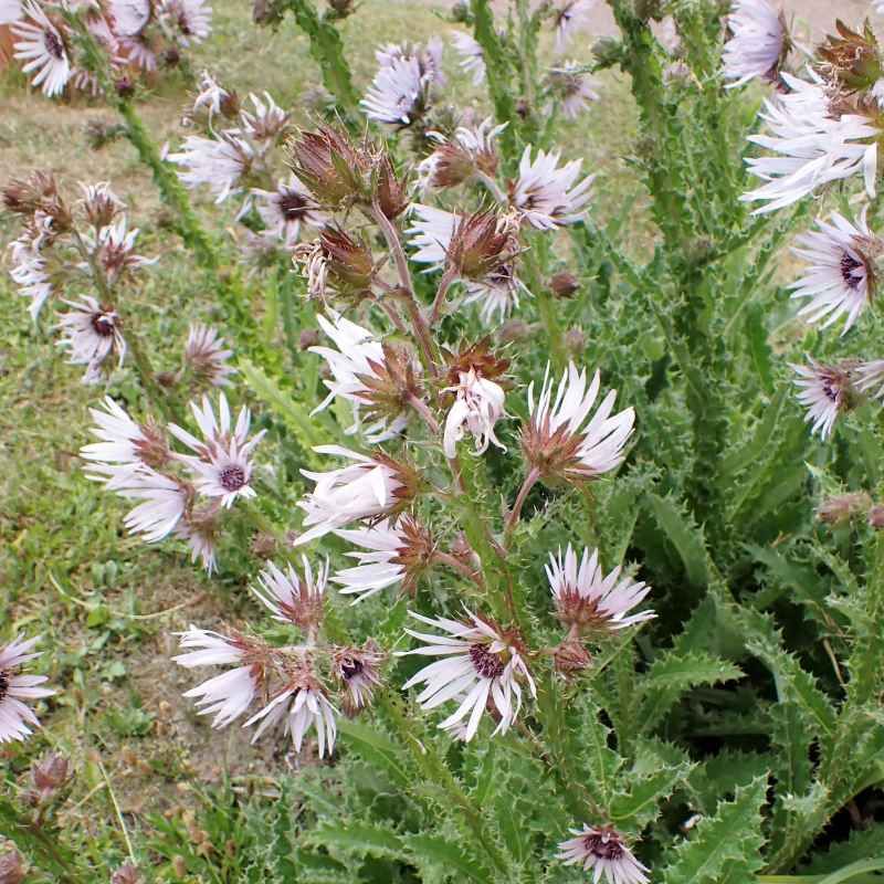 Berkheya purpurea BIO