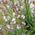 Berkheya purpurea BIO