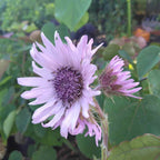 Berkheya purpurea BIO