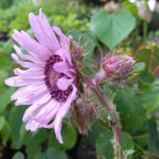 Berkheya purpurea BIO