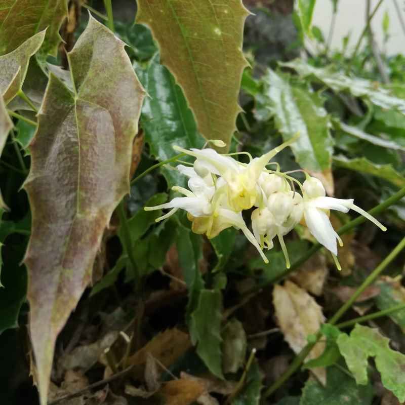 Epimedium wushanense 'Sandy Claw'