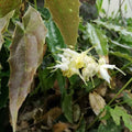 Epimedium wushanense 'Sandy Claw'