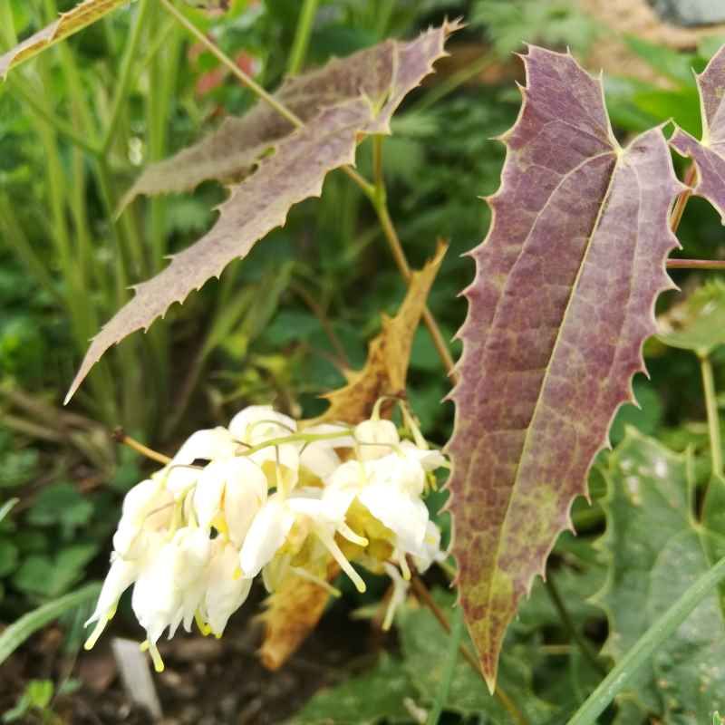 Epimedium wushanense 'Sandy Claw'