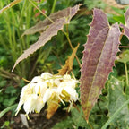 Epimedium wushanense 'Sandy Claw'