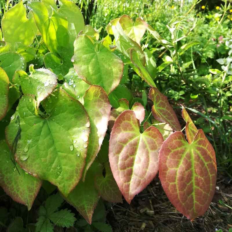 Epimedium x warleyense 'Orange Konigin' BIO