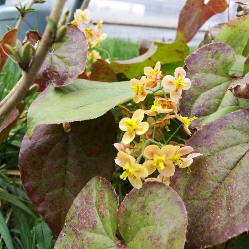 Epimedium x warleyense 'Orange Konigin' BIO