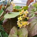 Epimedium x warleyense 'Orange Konigin' BIO